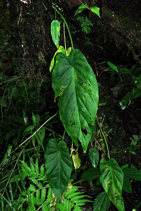 Remusatia hookeriana