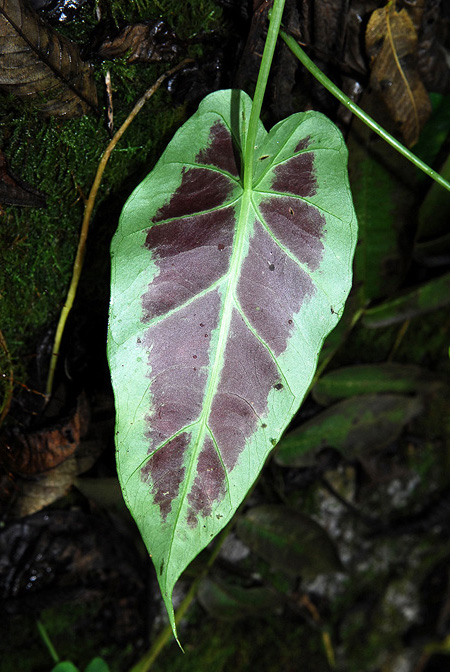 Remusatia hookeriana