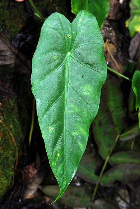 Remusatia hookeriana