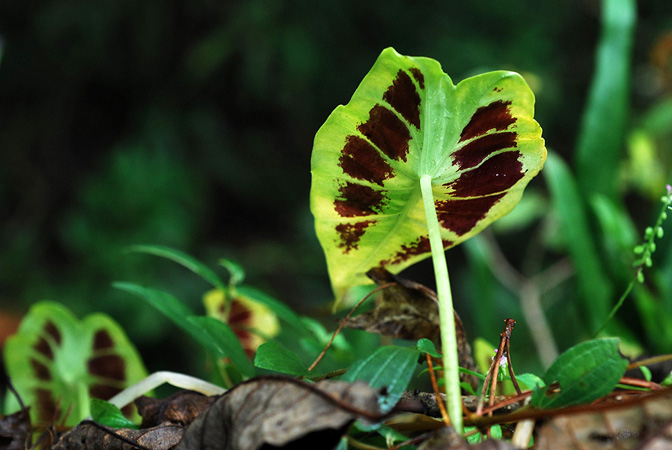 Remusatia hookeriana