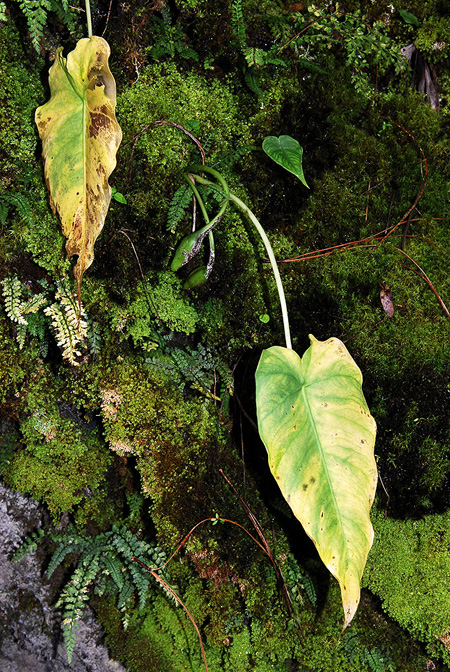 Remusatia hookeriana