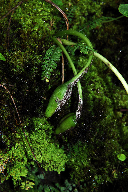 Remusatia hookeriana