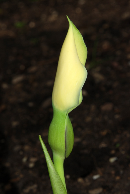 Remusatia hookeriana