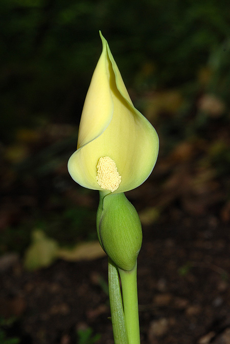 Remusatia hookeriana