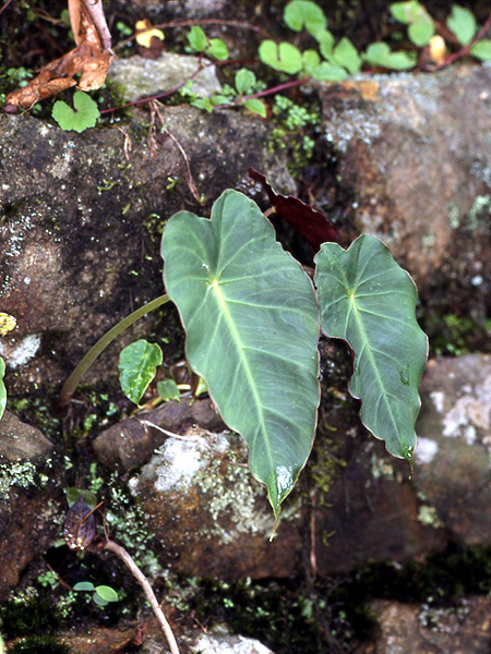 Remusatia hookeriana