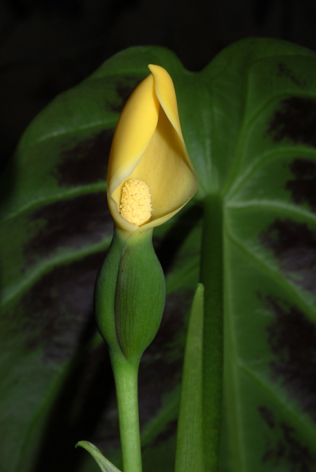 Remusatia hookeriana