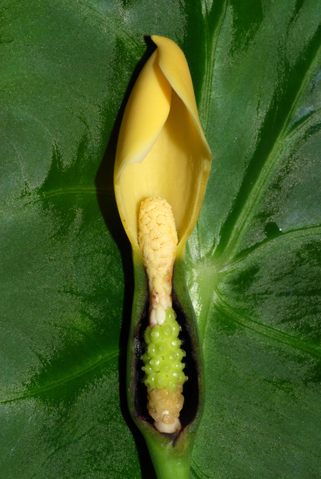 Remusatia hookeriana