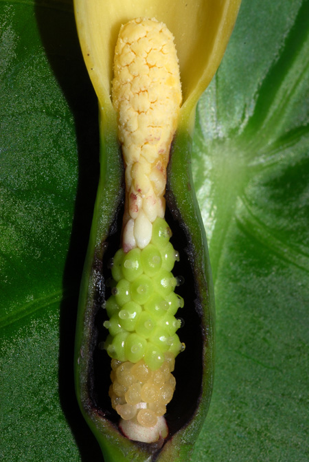 Remusatia hookeriana