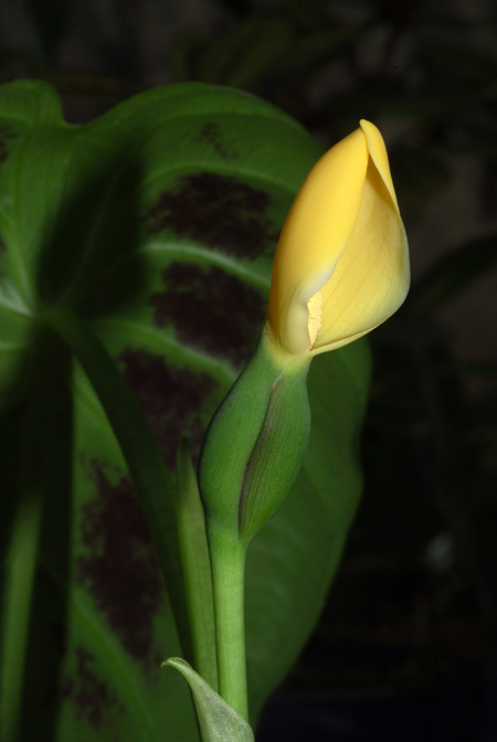 Remusatia hookeriana