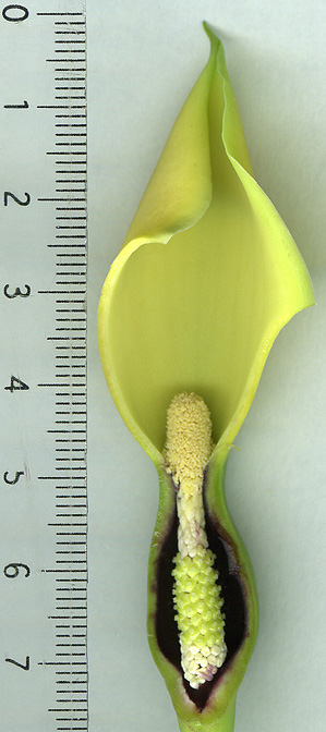 Remusatia hookeriana
