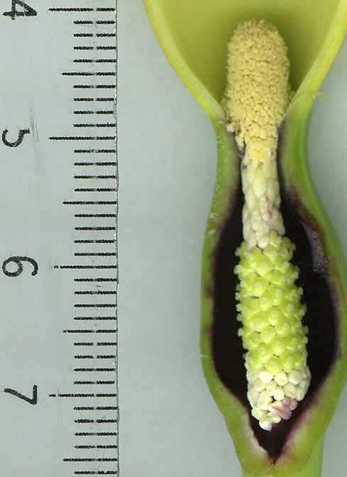Remusatia hookeriana