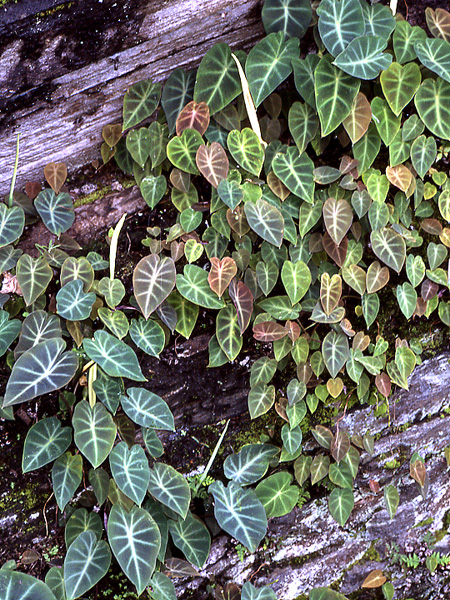 Remusatia pumila