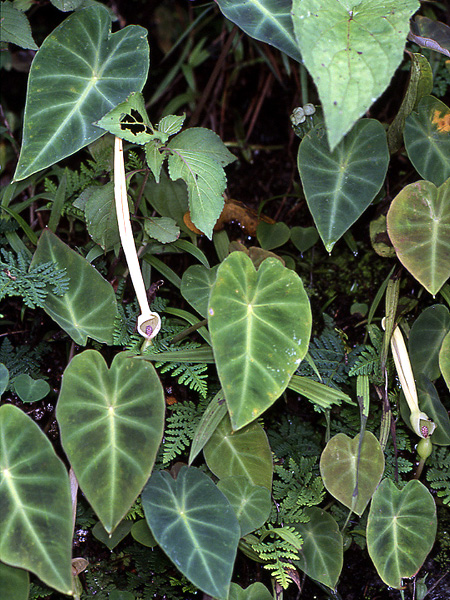 Remusatia pumila