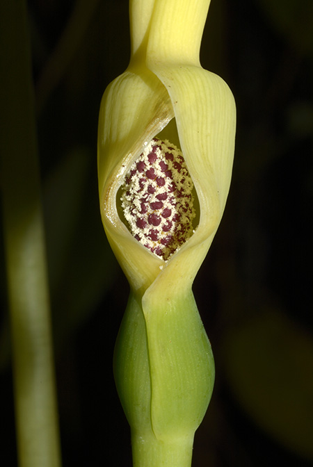 Remusatia pumila