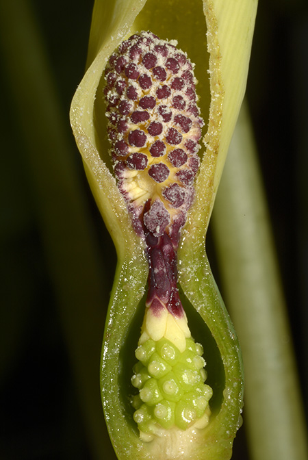 Remusatia pumila