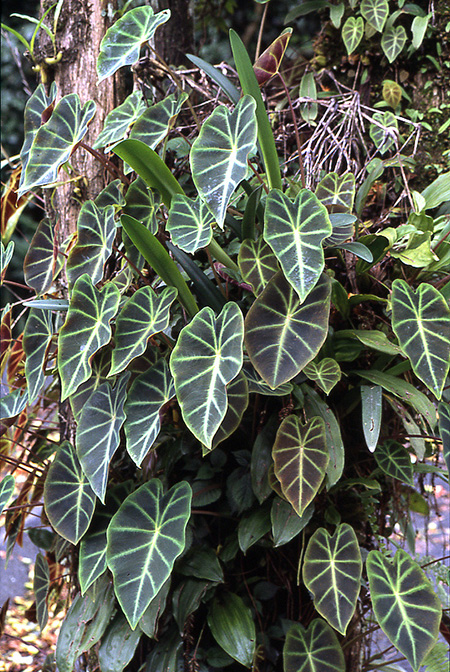 Remusatia pumila