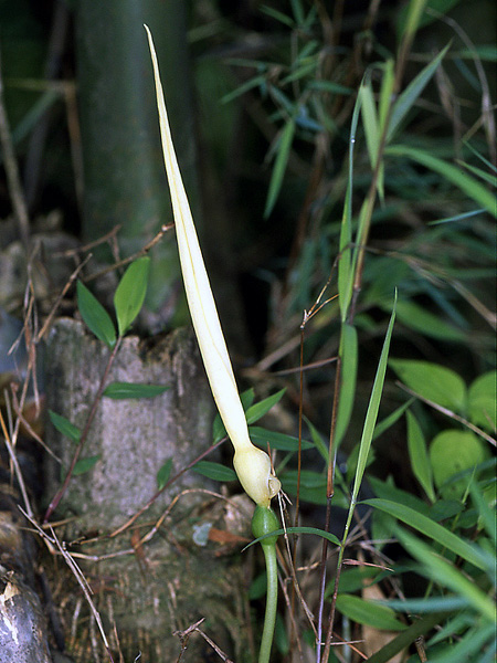 Remusatia pumila