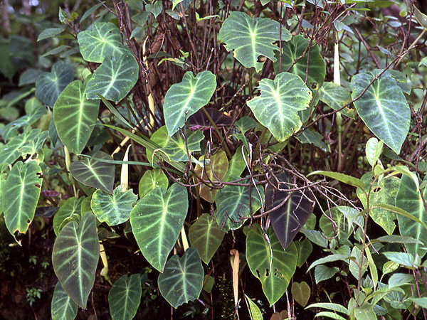 Remusatia pumila
