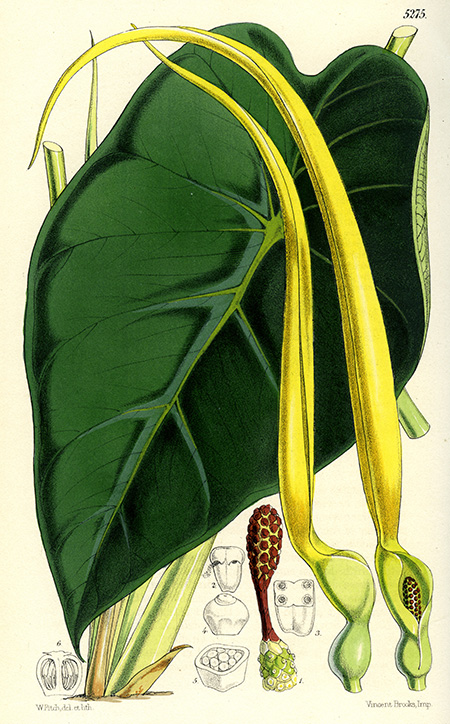 Remusatia pumila