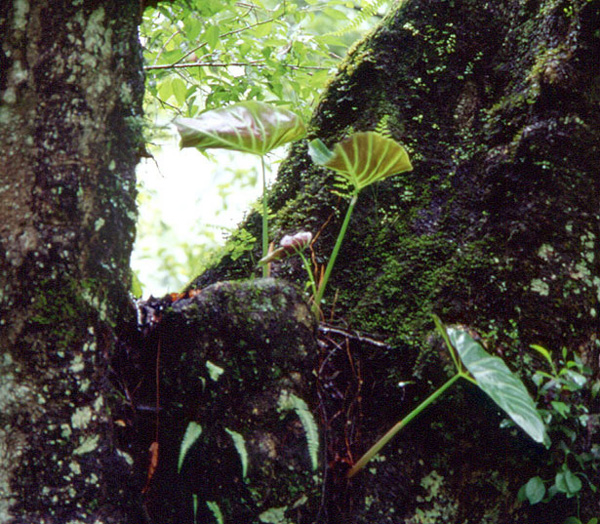 Remusatia vivipara