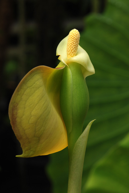 Remusatia vivipara
