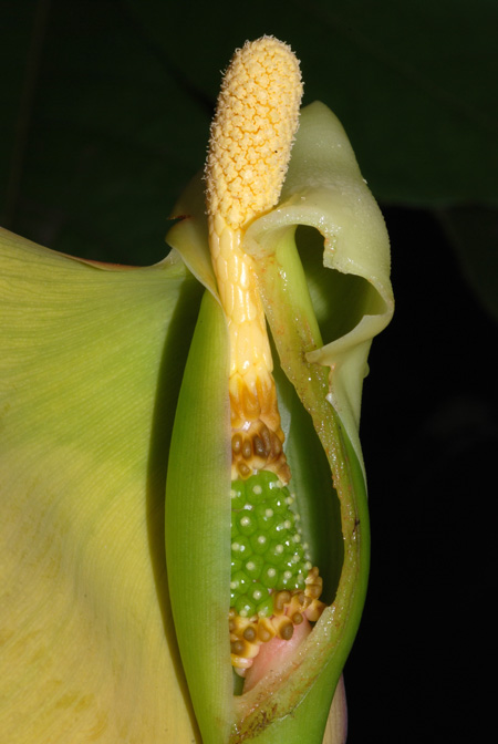 Remusatia vivipara