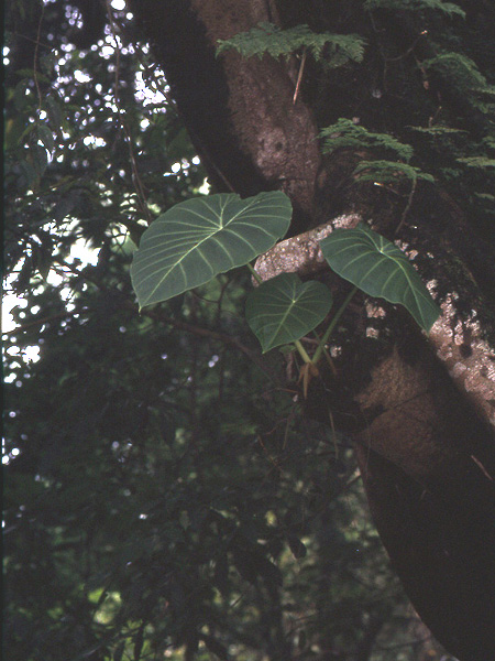 Remusatia vivipara