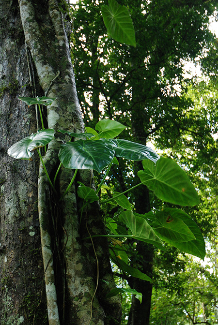 Remusatia vivipara