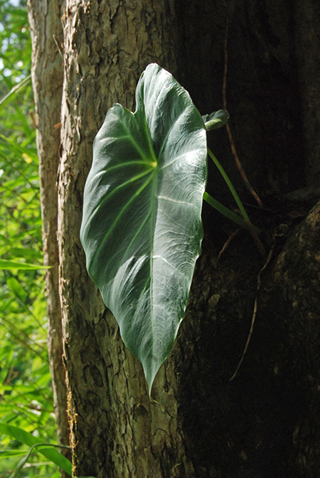 Remusatia vivipara