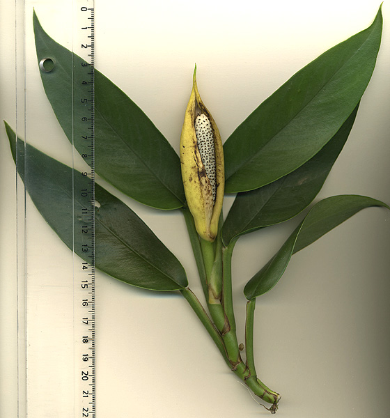 Rhaphidophora stenophylla