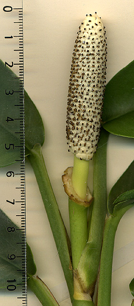 Rhaphidophora stenophylla