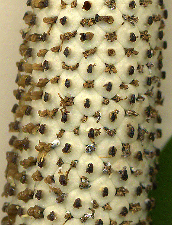 Rhaphidophora stenophylla