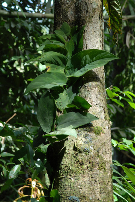Rhaphidophora korthalsii