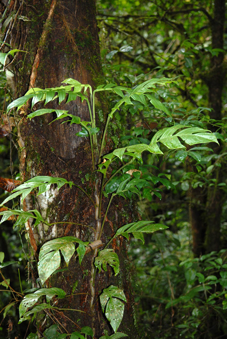 Rhaphidophora korthalsii