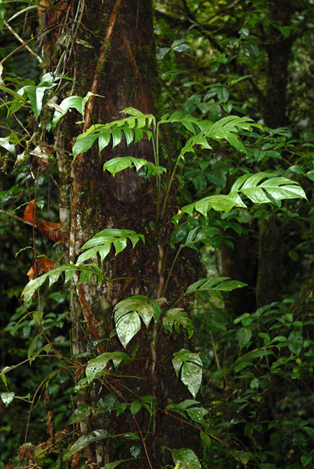 Rhaphidophora korthalsii