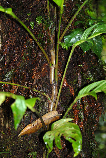 Rhaphidophora korthalsii