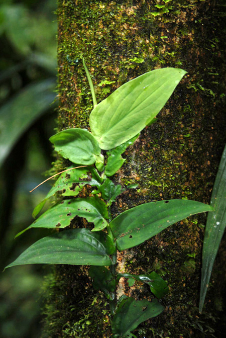 Rhaphidophora korthalsii