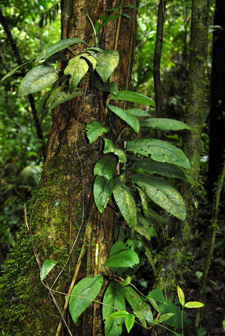Rhaphidophora korthalsii