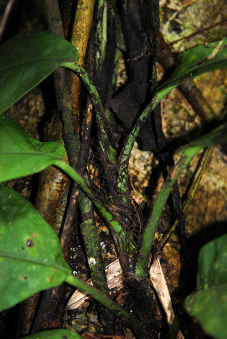 Rhaphidophora korthalsii