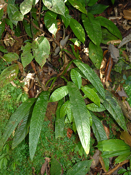 Rhaphidophora angustata