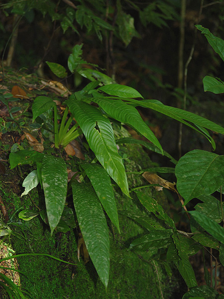 Rhaphidophora angustata