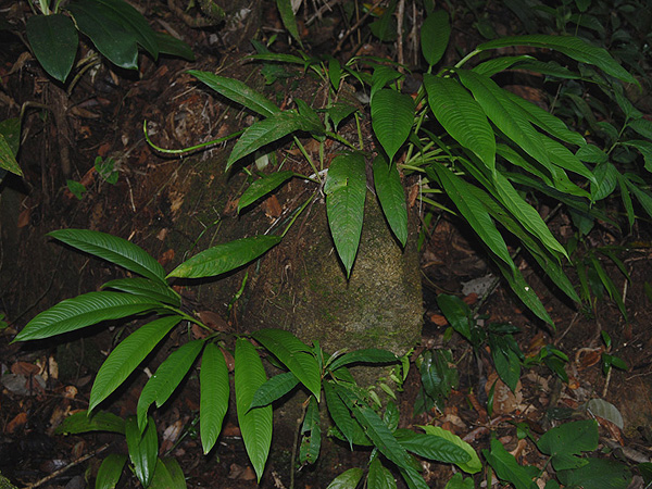 Rhaphidophora angustata