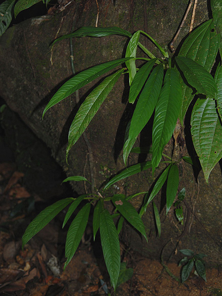 Rhaphidophora angustata