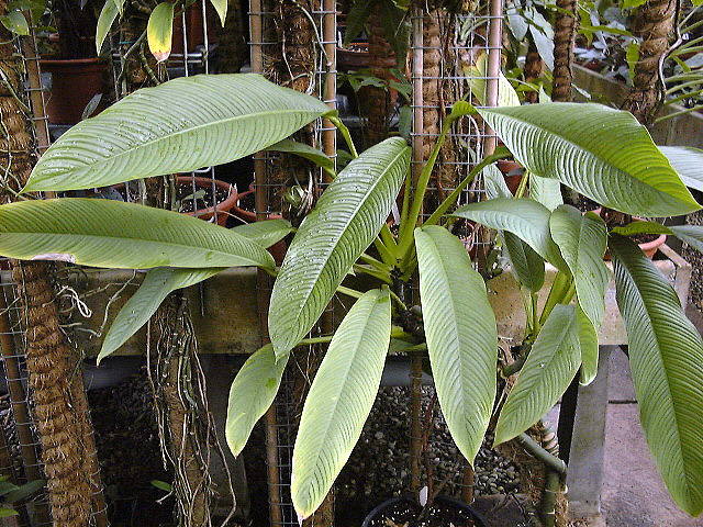 Rhaphidophora angustata