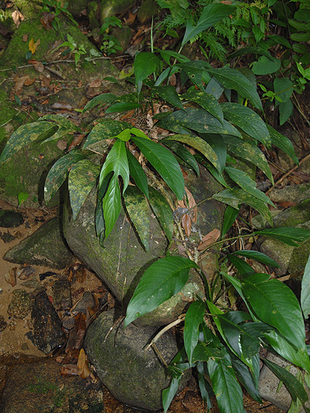 Rhaphidophora beccarii