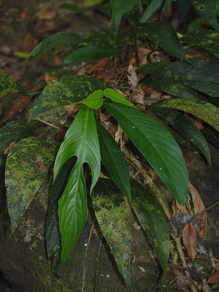 Rhaphidophora beccarii