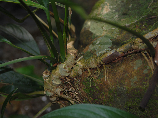Rhaphidophora beccarii