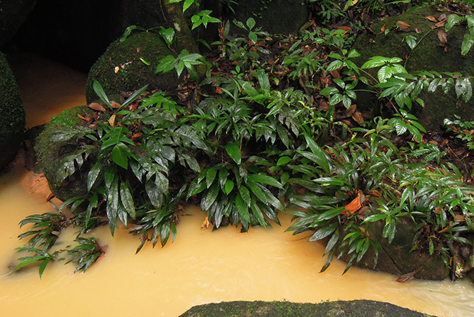Rhaphidophora beccarii