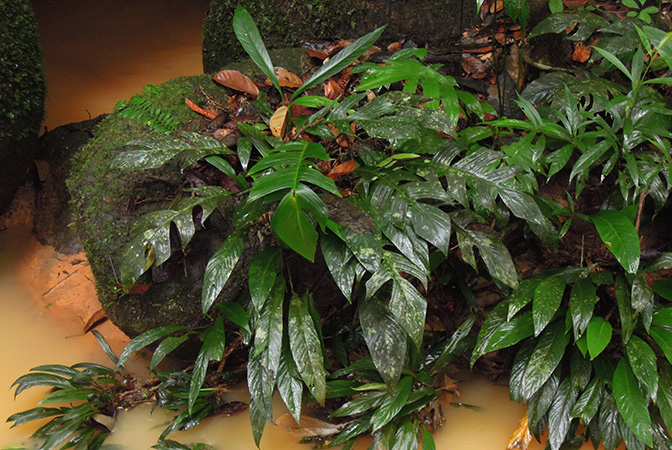 Rhaphidophora beccarii