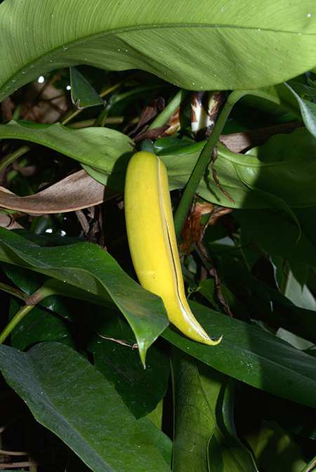 Rhaphidophora bogneri
